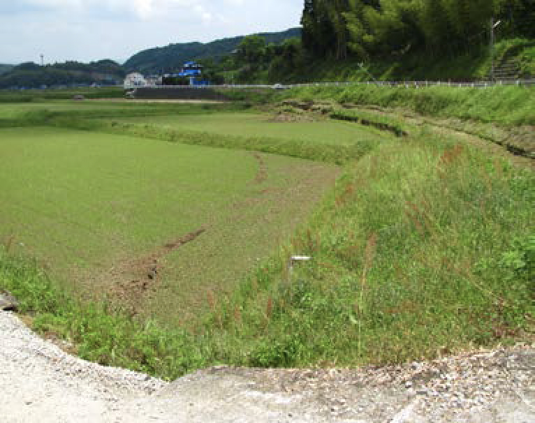 地震により水田に亀裂が生じた様子